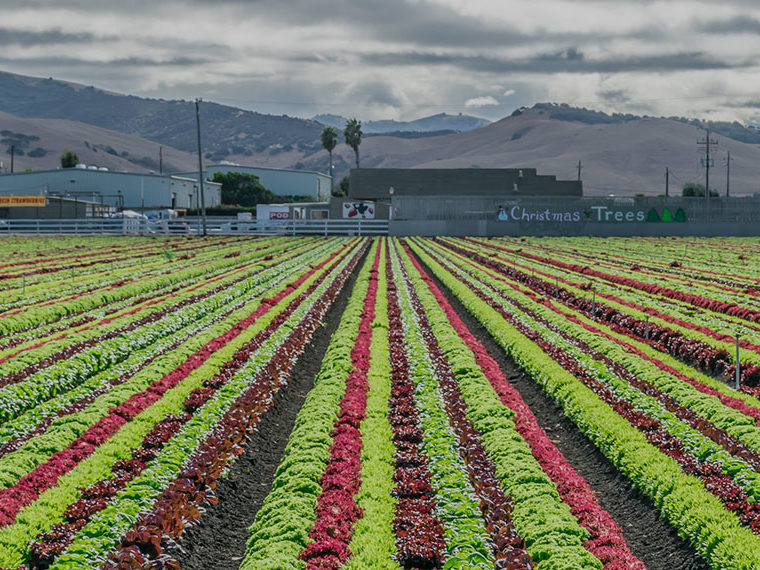 Strawberry fields with a train in the background